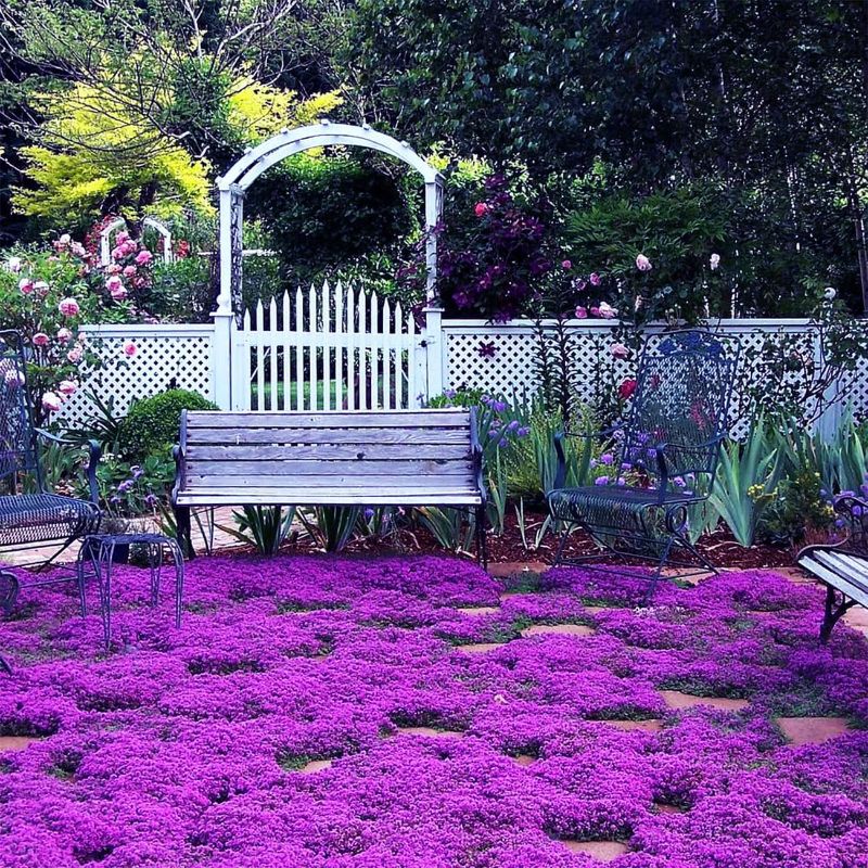 Photo 1 of Magic Purple Creeping Thyme Seeds for Planting Ground Cover Plants Heirloom Flowers Perennial Thyme Non-GMO Thymus Serpyllum Seed
