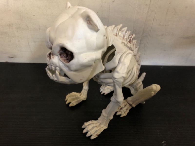 Photo 1 of  Dog Halloween Skeleton 