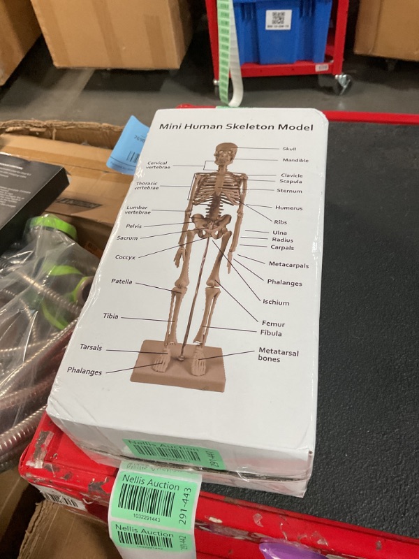 Photo 1 of breesky Human Skeleton Model for Anatomy: 17” Human Skeleton Model with Movable Arms and Legs - Scientific Model for Study and Display