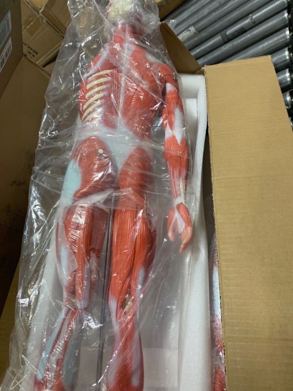 Photo 5 of EVOTECH Human Muscle and Organ Model, 27-Part 1/2 Life Size Muscular System Model with Removable Organ, Human Muscular Figure Body Anatomy Model for Medical Physiology Study Teaching Includes Poster