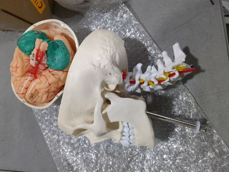 Photo 1 of Human Skull and Brain Anatomy Model Life-Size with Cervical Vertebra & Base for Classroom Medical Neuroscience Anatomy Teaching & Studying