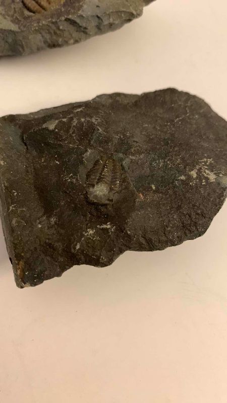 Photo 1 of 2-TRILOBITE FOSSILS
