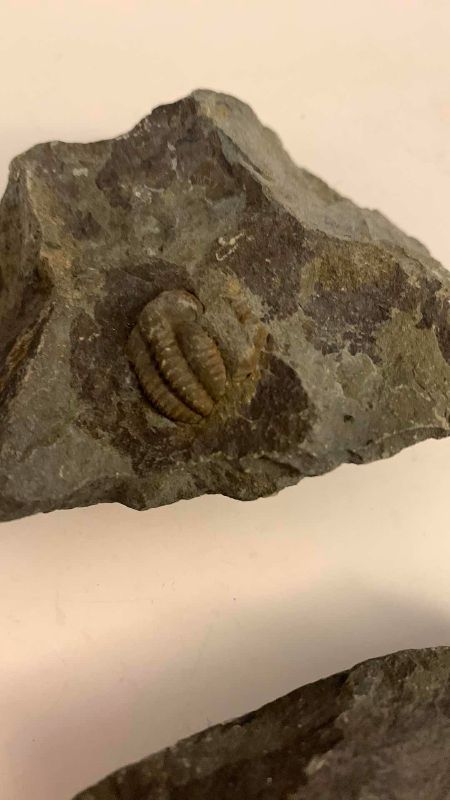 Photo 1 of 2-TRILOBITE FOSSILS
