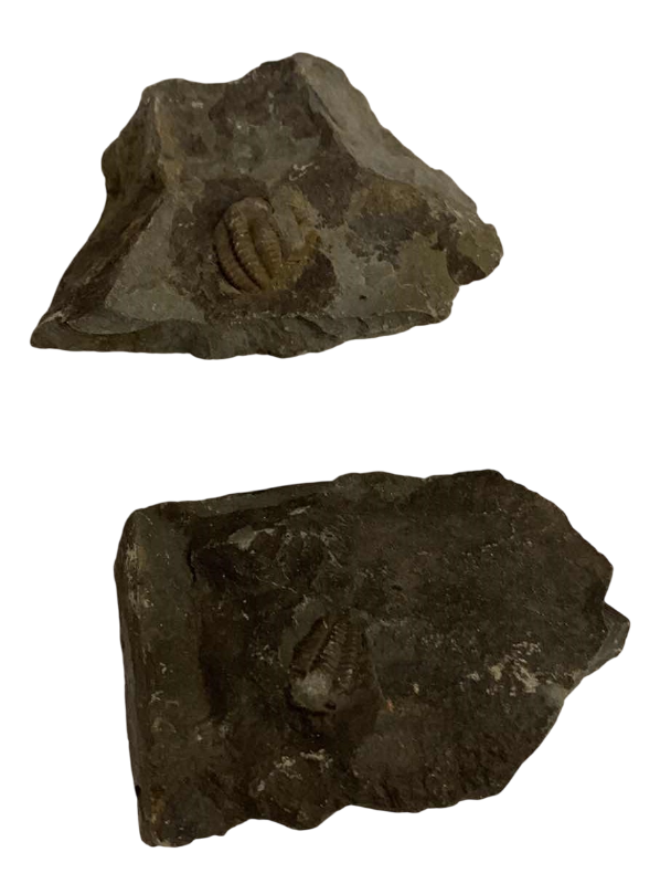 Photo 1 of 2-TRILOBITE FOSSILS