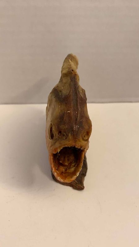Photo 1 of PIRANHA SPECIMEN AND A STONE DOLPHIN