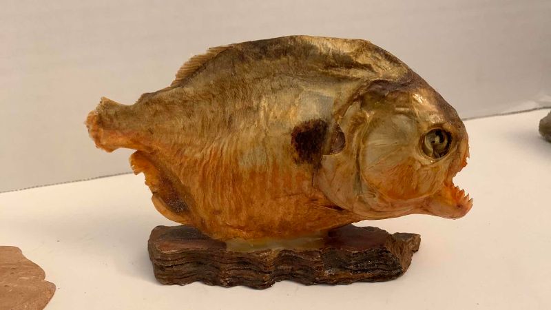 Photo 1 of PIRANHA SPECIMEN AND A STONE DOLPHIN