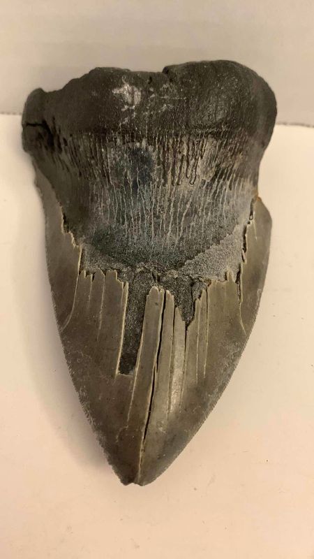 Photo 1 of MEGALADON SHARK TOOTH 4.25” LONG AND 5 VARIOUS SHARK TEETH