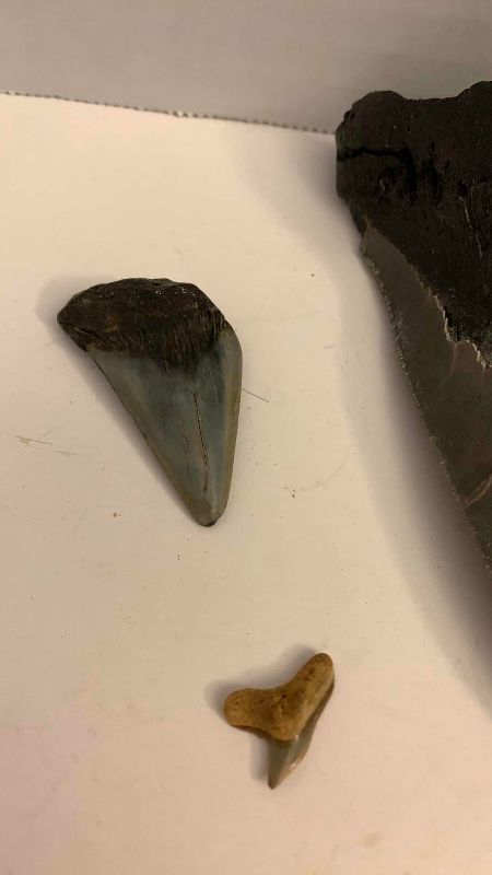 Photo 1 of MEGALADON SHARK TOOTH 4.25” LONG AND 5 VARIOUS SHARK TEETH