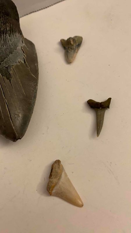 Photo 1 of MEGALADON SHARK TOOTH 4.25” LONG AND 5 VARIOUS SHARK TEETH