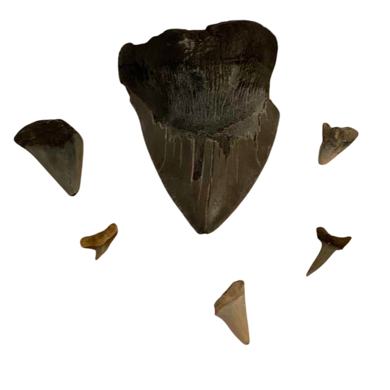 Photo 1 of MEGALADON SHARK TOOTH 4.25” LONG AND 5 VARIOUS SHARK TEETH