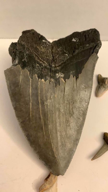 Photo 1 of MEGALADON SHARK TOOTH 4.25” LONG AND 5 VARIOUS SHARK TEETH