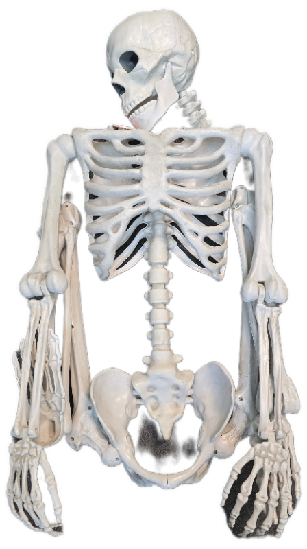 Photo 1 of 60" Poseable Bone Skeleton Halloween Decorative Prop Off-White - Hyde and EEK! Boutique™