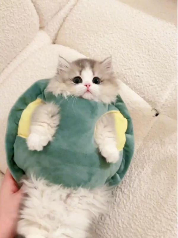 Photo 1 of Cute Cat Costumes Turtle Shell Kawaii Kitten Clothes Dog Puppy Vest Pet Apparel (Large,Turtle Shell)