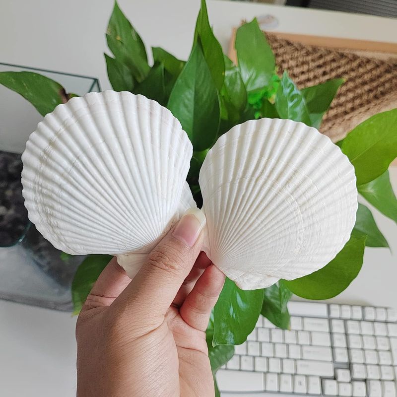 Photo 1 of 16PCS Sea Shells for Crafts 2.7"~3.5" White Scallop Shells, for Baking Shells Crafts DIY Painting Beaching Wedding Decoration Beach Natural Scallop Shells Bulk