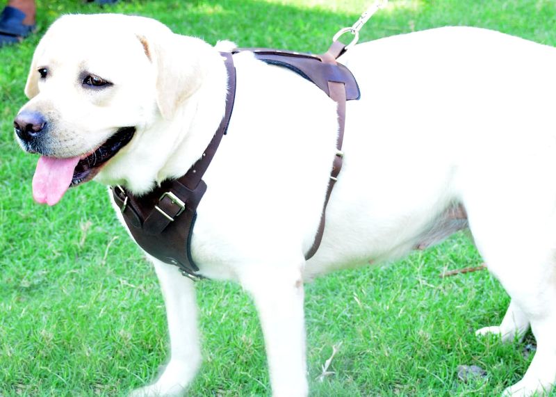 Photo 3 of (READ FULL POST) DYNAMIC LEATHER Crazy Horse Brown Belt Style Buckles Leather Dog Harness (Medium (M) - Fits Girth Size: 28-Inch to 37-Inch)