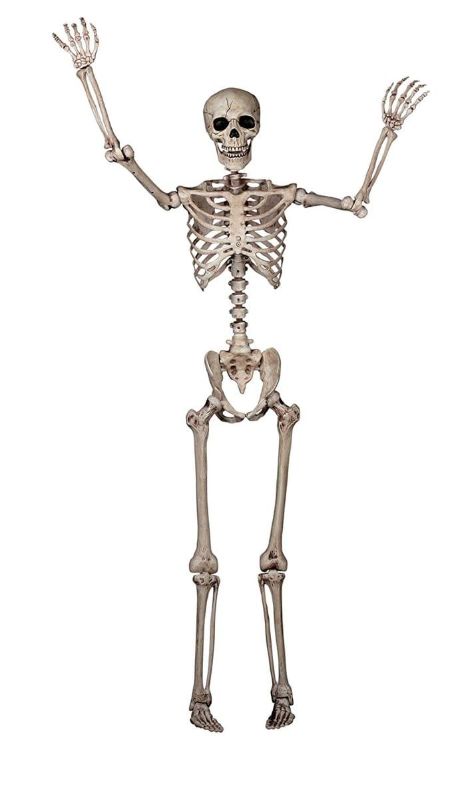 Photo 1 of 5FT Realistic Life Size Poseable Skeleton Decoration | Skeleton Decorations
