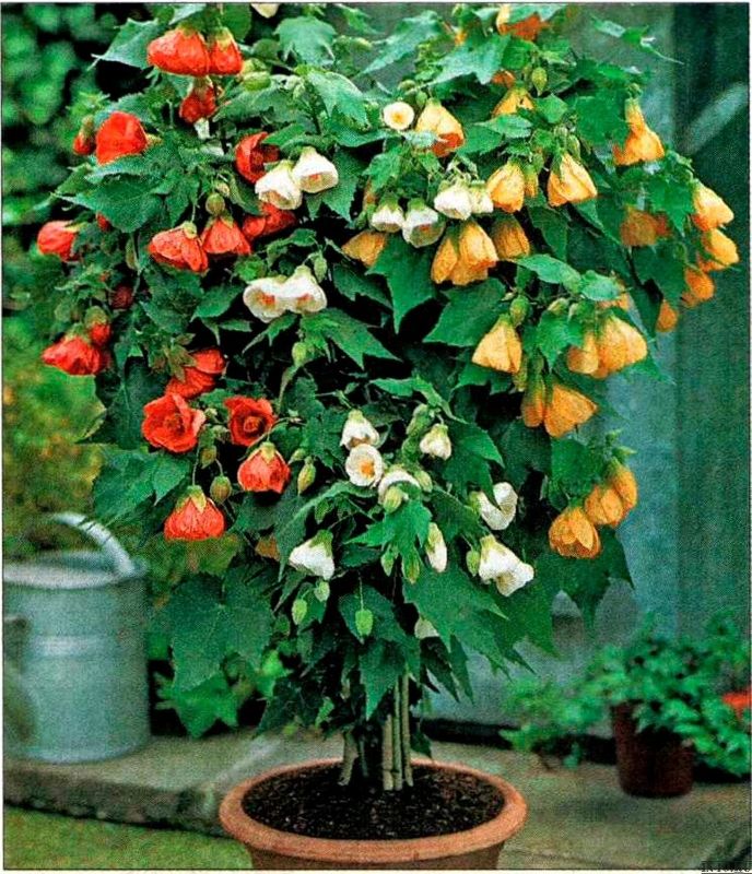 Photo 1 of Flowering Maple Mix Abutilon Grow Indoor for Planting GMO Free (50 Seeds in Pack)