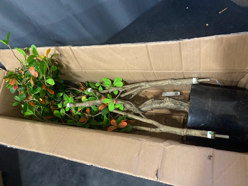 Photo 1 of 5FT Fake Olive Tree Faux Plants Indoor Tall with Realistic Small Yellow Green Leaves and Natural Trunks Shady Lady Faux Tree Tall Floor Plant for Home Bedroom Living Room Office Decor