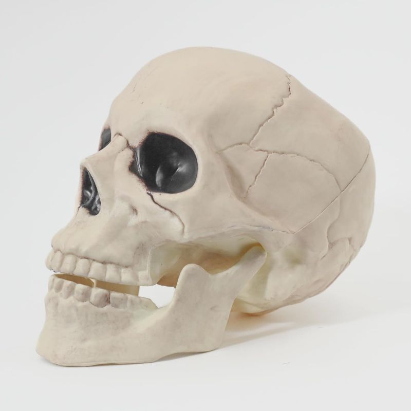 Photo 1 of Hyde and Eek 6" Skull Skeleton Medium Skull Halloween Decoration for Crazy Bonez Skeleton Line