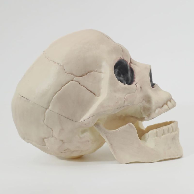 Photo 1 of Hyde and Eek 6" Skull Skeleton Medium Skull Halloween Decoration for Crazy Bonez Skeleton Line