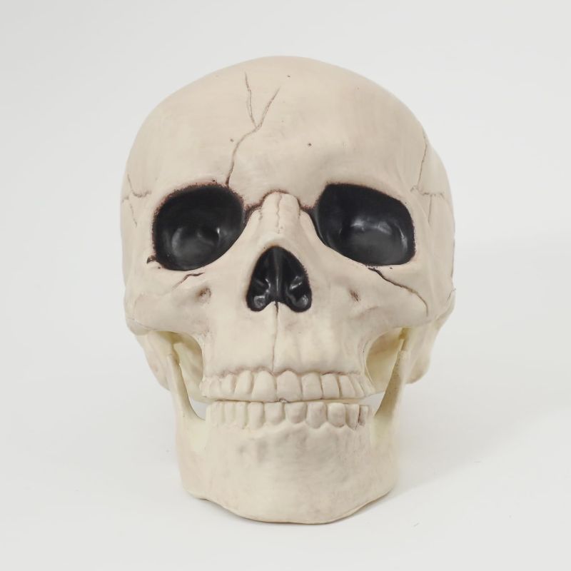Photo 1 of Hyde and Eek 6" Skull Skeleton Medium Skull Halloween Decoration for Crazy Bonez Skeleton Line