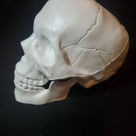 Photo 1 of HYDE & EEK! Halloween Decorative Prop skulls