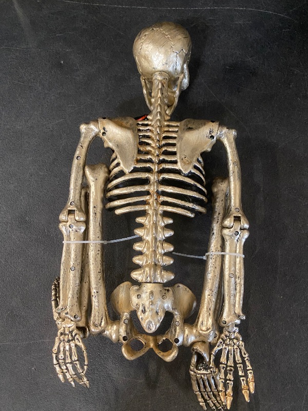 Photo 1 of Hyde and eek posable skeleton