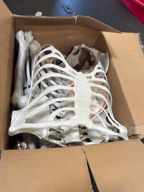 Photo 1 of Wocst 5.4Ft Halloween Life Size Human Skeletons Poseable Life Size Skeletons with Rope Plastic Human Bones with Movable Joints for Halloween Decoration