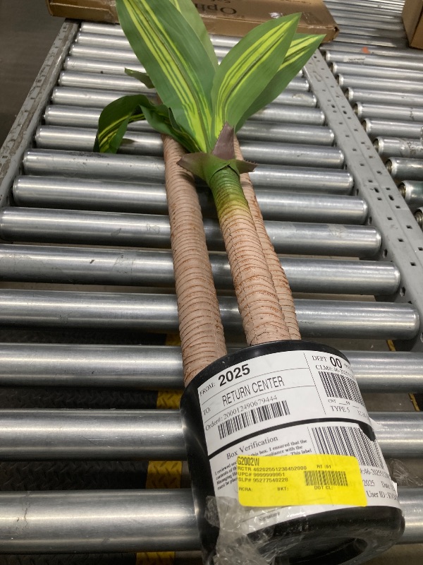 Photo 2 of American Plant Exchange Dracaena Mass Cane ‘Corn Plant’, 6-Inch Pot, Easy-to-Care, Live Indoor Houseplant, Air-Purifying, 1.5ft Tall Medium Size Plant for Home, Office, and Garden Décor