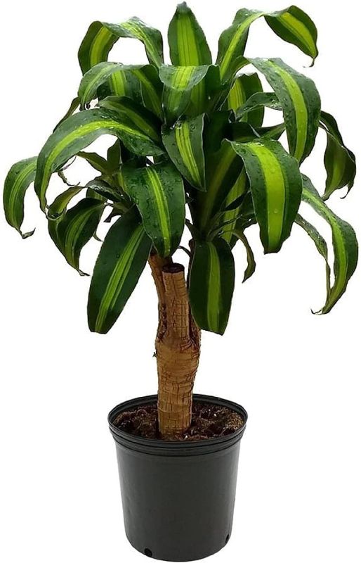 Photo 1 of American Plant Exchange Dracaena Mass Cane ‘Corn Plant’, 6-Inch Pot, Easy-to-Care, Live Indoor Houseplant, Air-Purifying, 1.5ft Tall Medium Size Plant for Home, Office, and Garden Décor