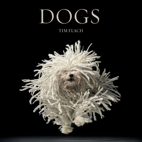 Photo 1 of Dogs TIM FLACH Book