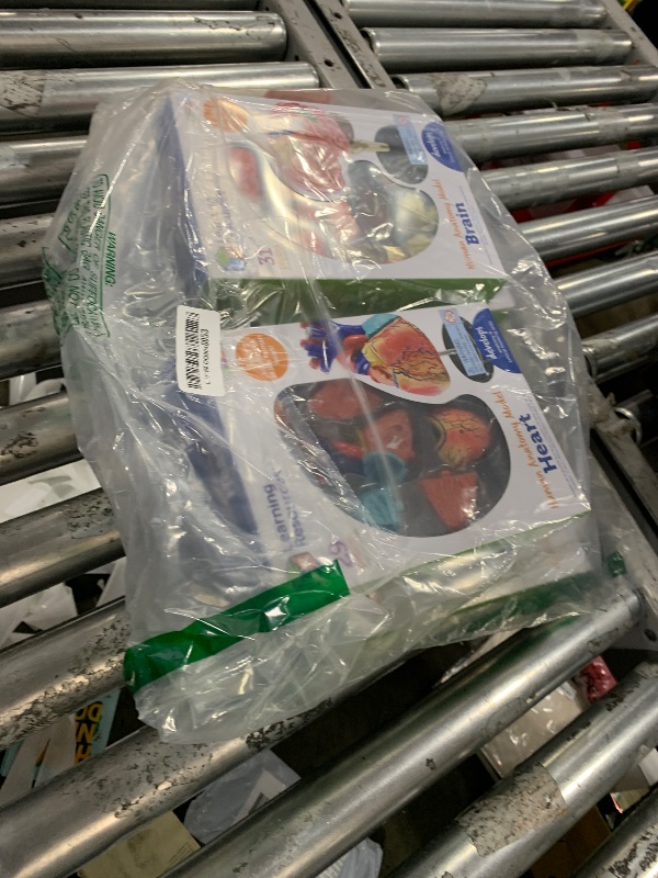 Photo 1 of Learning Resources Anatomy Models Bundle Set, Brain, Body, Heart, Skeleton, Classroom Demonstration Tools, Teacher Accessories, Grades 8+, Ages 3+