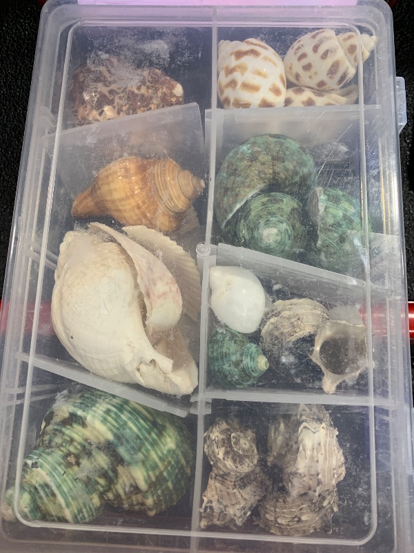 Photo 1 of Hermit Crab Shells 17PCS (9 Types) Medium Small Growth Turbo Seashells 0.6-1.6 Inch Various Openning Size Natural