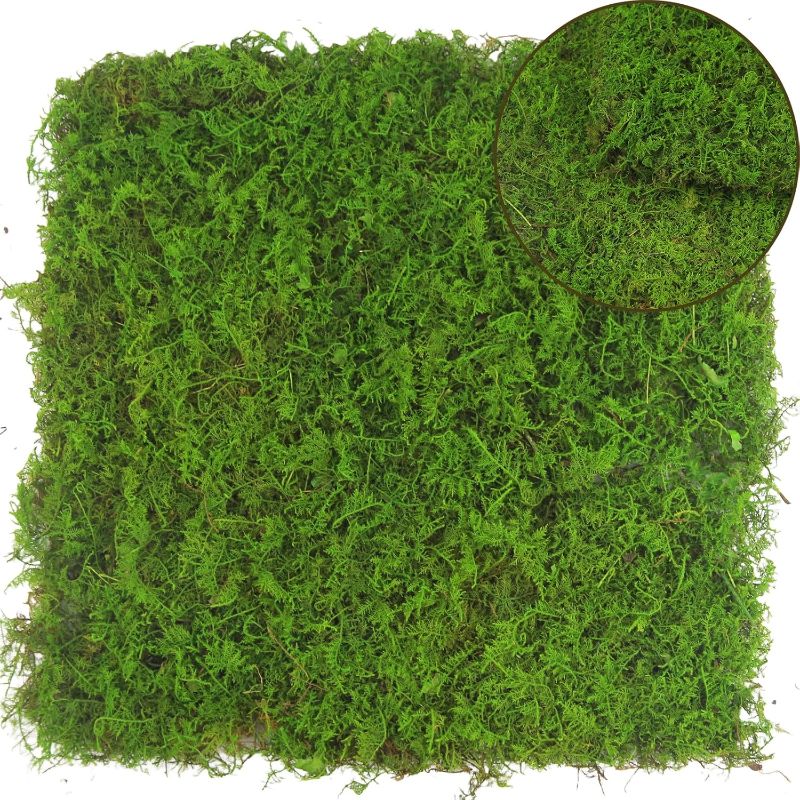 Photo 1 of 2 Pcs Preserved Sheet Moss for Potted Plants 2 sq.ft. Dried Natural Preserved Moss Mat Green Moss Sheets for Planters Crafts Woodland Decor Garden Party Decorations Wall Art DIY Project Green