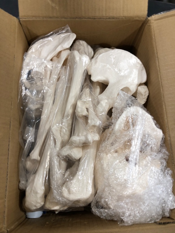 Photo 1 of Houseables Disarticulated Human Skeleton, Full Unassembled Anatomical Model, Life Sized, 62” Height, Plastic, w/Poster, Skull, Bones, Articulated Hand & Foot, Study of Skeletal System, Educational