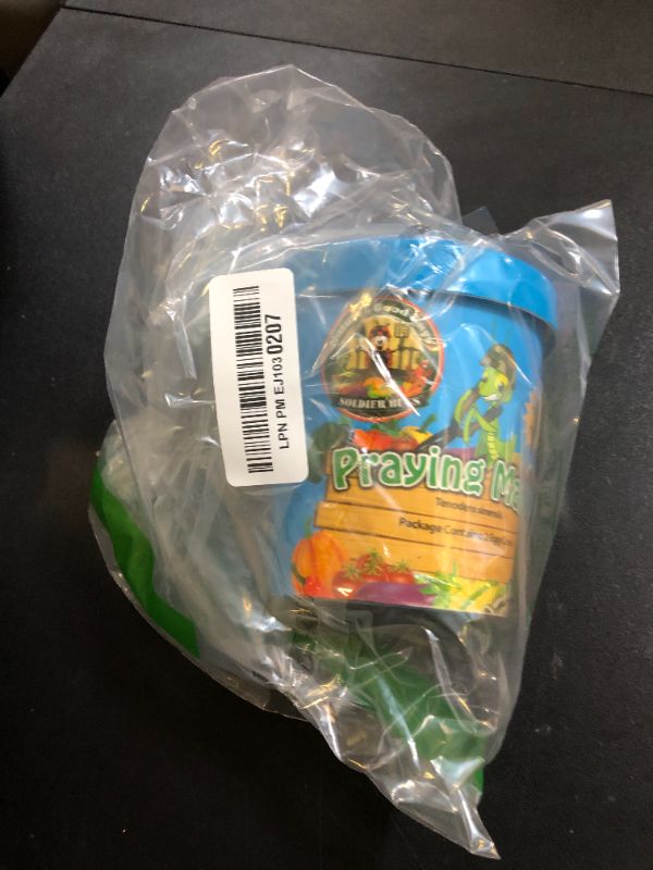 Photo 1 of Praying Mantis Egg Case With Hatching Habitat Cup- 2 Praying Mantids Egg Cases