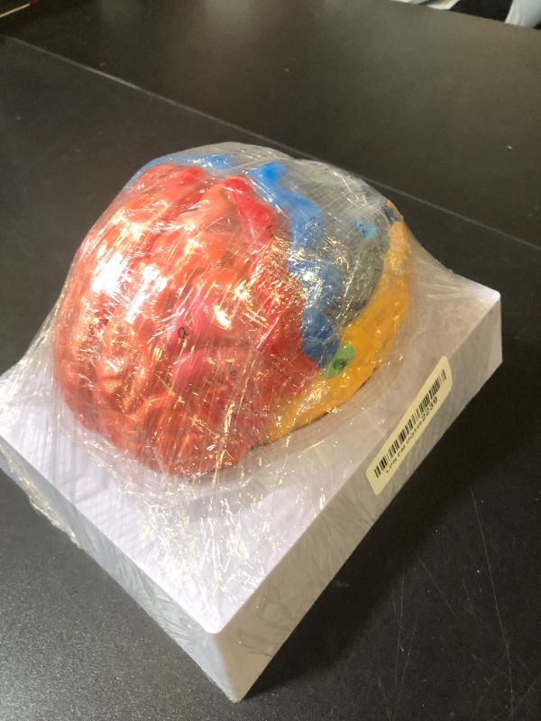 Photo 1 of QWORK Life-Size Human Brain Anatomical Model, Color-Coded Partitioned Brain, 2 Parts, Anatomically Accurate Brain Model for Science Classroom Study Display Teaching Medical Model