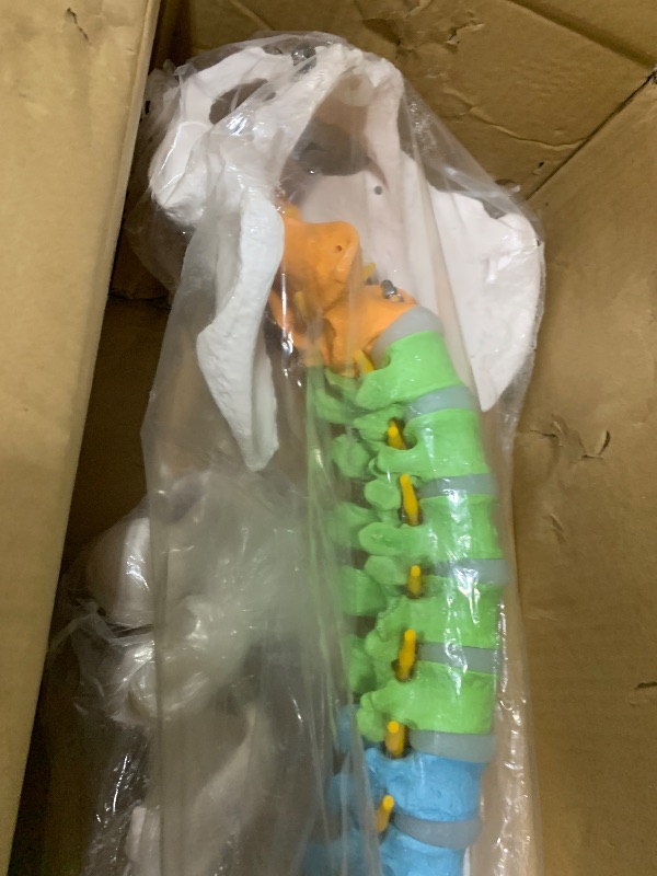 Photo 1 of EVOTECH Flexible Colored Human Spine Model for Anatomy, 34.8 Inches Life-Size Painted Flexible Spine Model with Stand, Chiropractic with Pelvis, Spine, Nerves and Vertebrae, Anatomical Spine Model