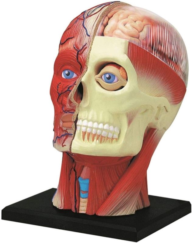 Photo 1 of 
4D Vision Human Head Anatomy Model