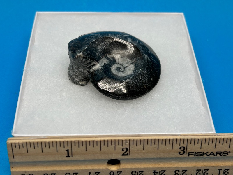 Photo 1 of 025960…ammonite fossil in gift box