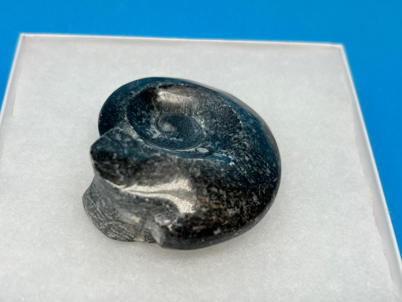 Photo 1 of 025960…ammonite fossil in gift box