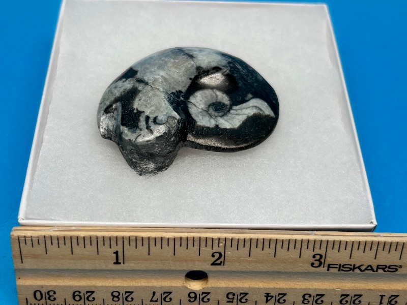 Photo 1 of 025961… ammonite fossil in gift box 