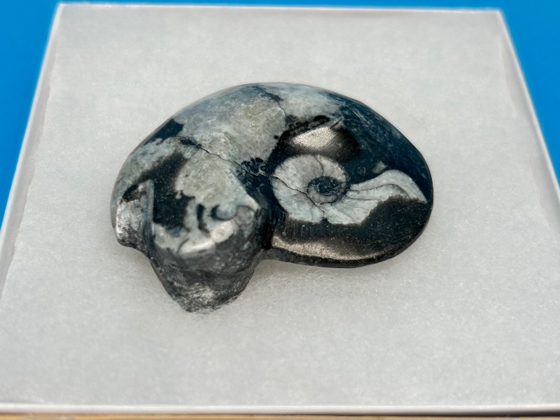 Photo 1 of 025961… ammonite fossil in gift box 