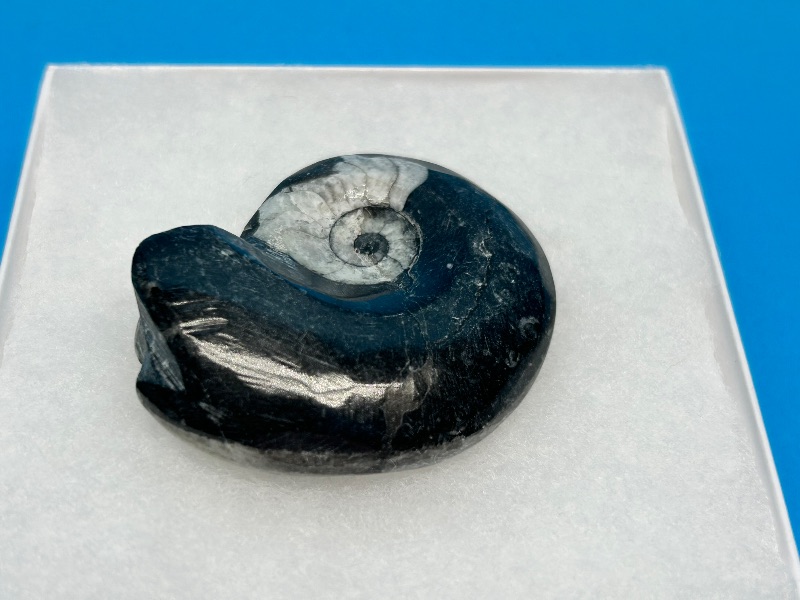 Photo 1 of 025961… ammonite fossil in gift box 