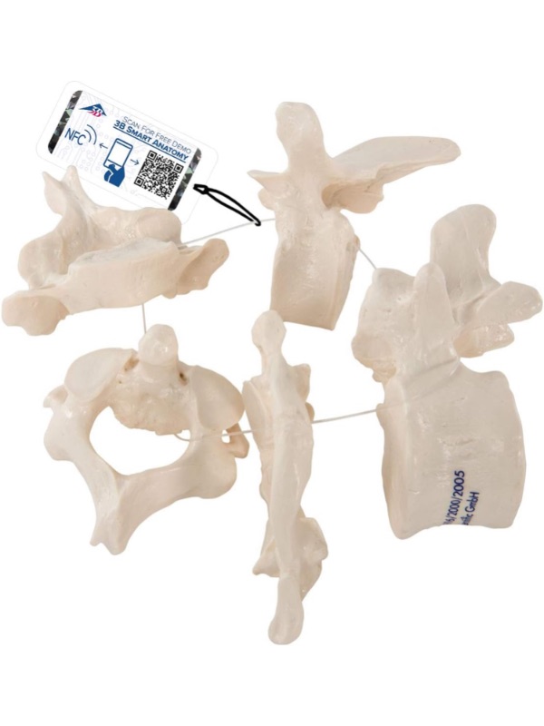Photo 1 of 3B Scientific A75/1 5 Vertebrae - 3B Smart Anatomy