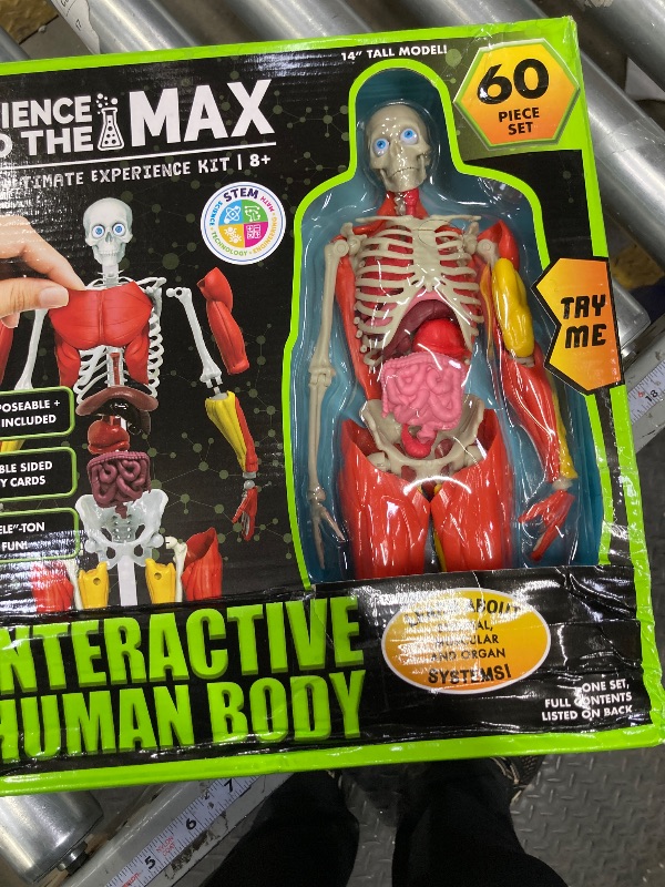 Photo 1 of Be Amazing! Toys Interactive Human Body - 60 Piece Fully Poseable Anatomy Figure – 14” Tall Model - Anatomy Kit – Removable Muscles, Organs,Bones STEM Toy – Ages 8+