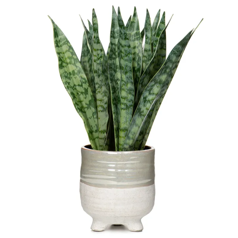 Photo 1 of 12 Inch Fake Snake Plant Small Artificial Snake Plant Ceramic Pot Faux Sansevieria Plant for Outdoor Home Decor

