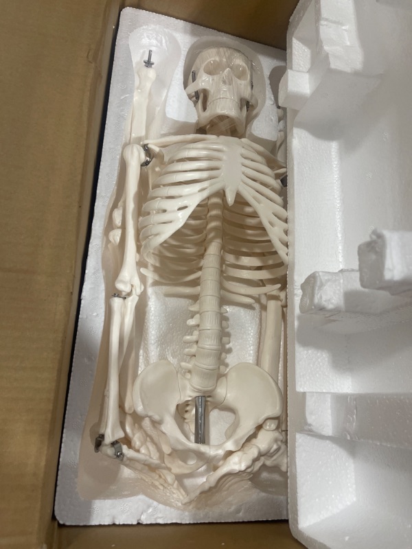 View 2 of breesky Scientifc Human Skeleton Model for Anatomy, 33.4’’ Skeleton Model with Metal Stand, Removable Arms&Legs for Student to Study Human Skeleton Anatomy System, Halloween Decor, Manual Included