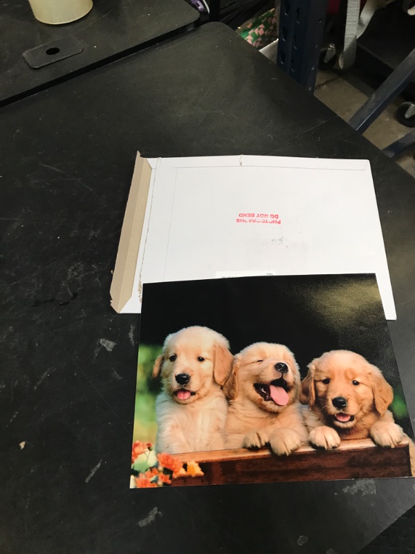 Photo 1 of Lab Puppy Triplets Poster - Animal Wall Art Decor for Nursery, Kids Room, Bedroom, Office, Living Room, Vet Clinic – Cute 10x8" Unframed Dog Wall Art Print Gift for Puppy, Pet & Cuteness Lovers