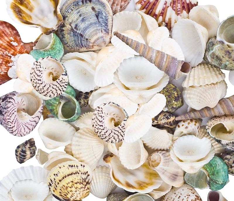 Photo 1 of 80~85pcs Sea Shells Mixed Beach Seashells for Beach Theme Party Wedding Decorations DIY Crafts Candle Making Fish Tank Vase Fillers Home Decorations Supplies